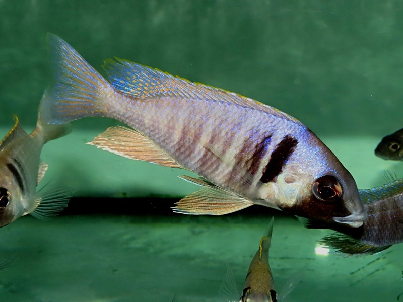 Placidochromis electra 'Londo Bay'